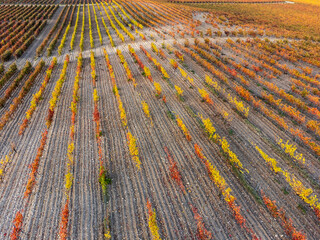 autumn vineyards of Ribera del Duero, near Valbuena de Duero, Valladolid, Autonomous Community of...