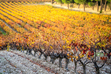 autumn vineyards of Ribera del Duero, near Valbuena de Duero, Valladolid, Autonomous Community of...