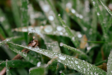 Dew on green grass close up. Raindrops on grass. Fresh nature background. Field with droplets. Springtime concept. Rainy weather concept. Beautiful morning dew in the meadow. Green background.