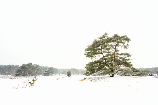 Dutch winter landscape with pine tree - Hondsrug, Drenthe, The Netherlands.