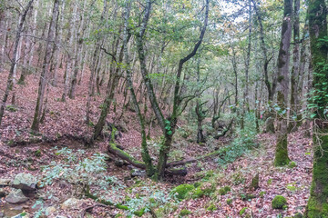 Landscape photo of a forest. Tunisian Landscape, Ain Draham, Jendouba, Tunisia