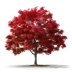 Maple Tree Isolated Against a Plain Background
