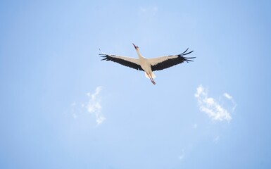 Stork flying with open wings crossing the blue sky between 2 white clouds