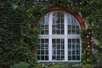 A beautiful arched window framed by lush green ivy, creating a natural and historical aesthetic. 