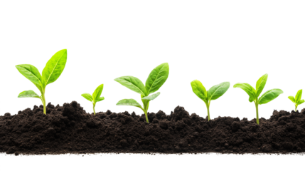 Eco Garden Dirt Texture isolated on a transparent or white background