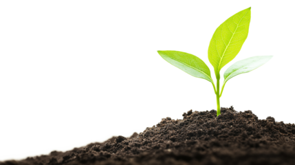 Eco Garden Dirt Texture isolated on a transparent or white background