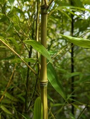 Bamboo plant
