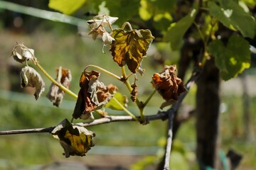 Green shoots of grapes damaged by spring frost.