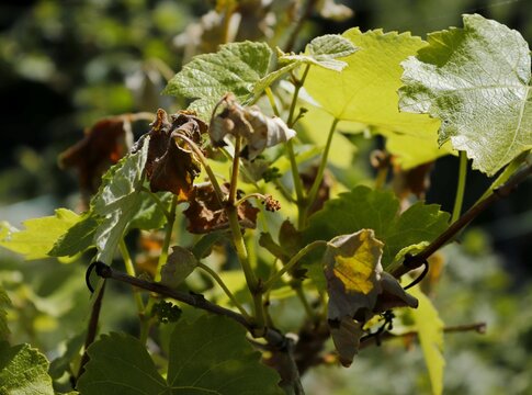 Green shoots of grapes damaged by spring frost.