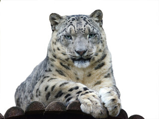 Persian leopard isolated on white background