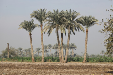 Fototapeta premium Crops in the fields