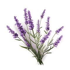 Obraz premium Lavender Plant Isolated on a Plain Background 