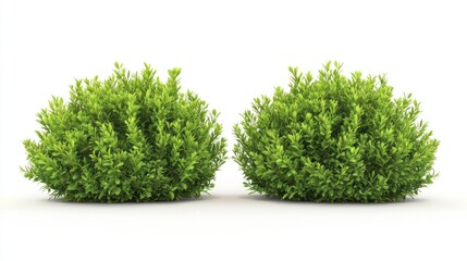 Fototapeta premium Two Lush Green Shrubs Isolated on White Background