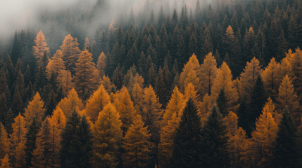 Aerial dawn landscape of an autumn pine forest