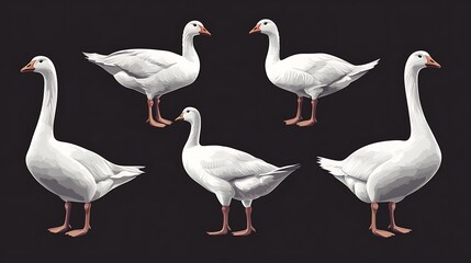 Obraz premium Five graceful white geese are captured in a studio shot against a dark background. Their sleek feathers and elegant posture create a visually striking image.