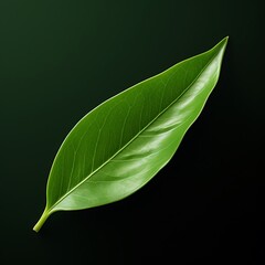 Obraz premium Laurel Leaf Isolated on a Plain Background 