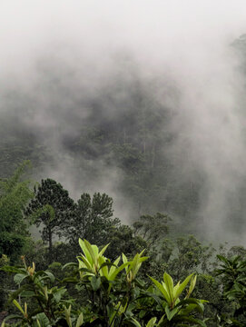 Trees in front of drifting mist, with faded trees and mountains visible through the mist, creating a serene, mystical scene.