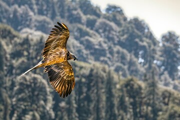 Bearded vulture soaring over Chopta Valley in Uttarakhand, India