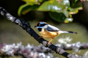 Black-throated Bushtit perched on a tree in Chopta Valley, Uttarakhand, India