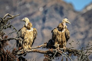 Himalayan griffon vultures perched on a tree in Chopta Valley, Uttarakhand, India