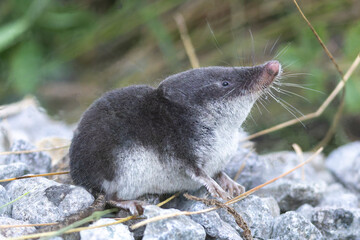 Eine Sumpfspitzmaus in der Seitenansicht