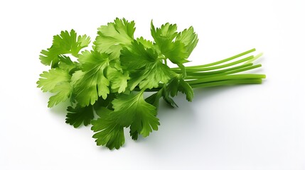 Fresh Coriander Herb Isolated Against a Plain Background
