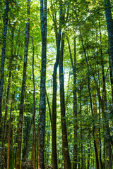 Picturesque beech forest landscape with the bright sun shining through the green foliage. With woods as main lines. Wild nature in Irati, Navarra, Spain, green Europe.