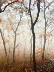Foggy trees on a foliage hike in Catskill mountains in Upstate New York