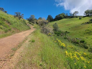 Sunflowers blooming along the Mt Diablo Summit trail near Concord, California © Salil