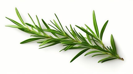 Fototapeta premium Fresh Rosemary Herb Isolated on a Plain Background 