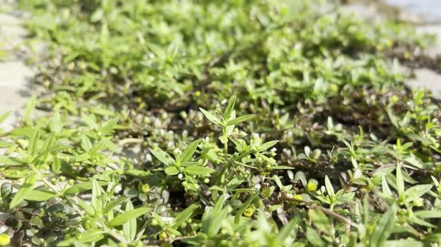 grass in the wind