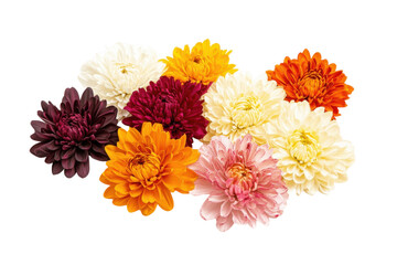 Chrysanthemum flowers _ a set of full-bloom chrysanthemums.