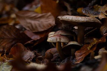 Mushrooms, one of nature's wonderful creatures. Photographs of mushrooms captured in their natural habitat. Nature background.