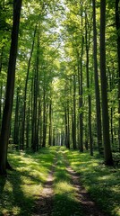 Fototapeta premium A serene forest path flanked by tall, lush trees under bright sunlight.