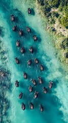 Aerial view of a herd of water buffalo wading through a turquoise river.