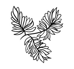 Doodle plant with leaf. Hand drawn outline brunch. Nature floral vector illustration, design decor element for post card, invitation, banner