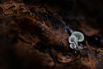Mushrooms, one of nature's wonderful creatures. Photographs of mushrooms captured in their natural habitat. Nature background.