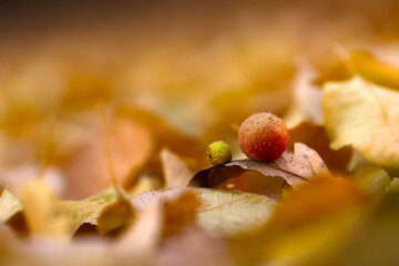 An image of fallen leaves on the ground in autumn. Nature background.