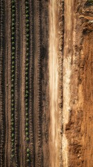 Obraz premium Aerial view of a vineyard with linear rows and earthy tones.