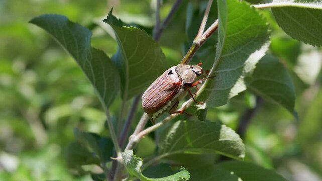 Close-up of a May beetle on a young apple tree branch. Sunny summer day in the orchard.