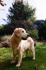 Golden Retriever | glücklicher Hund