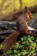 squirrel explore forest in sweden and enjoy in food what found