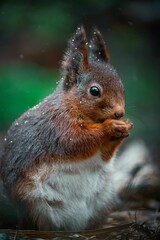 squirrel explore forest in sweden and enjoy in food what found