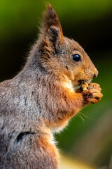 squirrel explore forest in sweden and enjoy in food what found