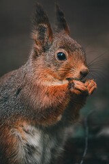 squirrel explore forest in sweden and enjoy in food what found