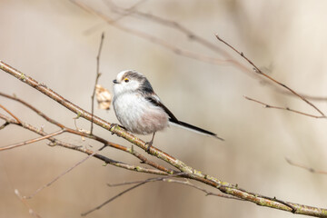 Schwanzmeise auf Ast sitzend