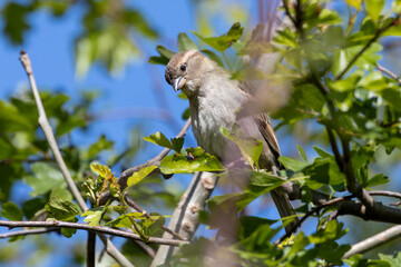 Female House Sparrow (Passer domesticus) – Commonly found in urban areas, Phoenix Park, Dublin