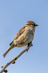 Female House Sparrow (Passer domesticus) &ndash; Commonly found in urban areas, Phoenix Park, Dublin