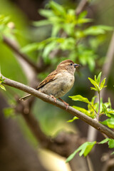 Female House Sparrow (Passer domesticus) – Commonly found in urban areas, Phoenix Park, Dublin