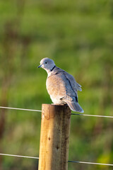 Collared Dove (Streptopelia decaocto) – Commonly found in urban areas, Baldoyle Racecourse, Dublin